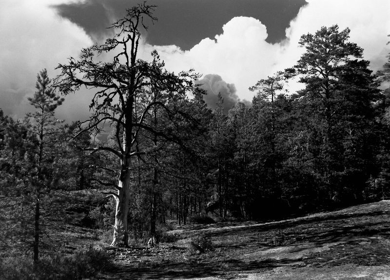 красный фильтр, пленка *** фото превью