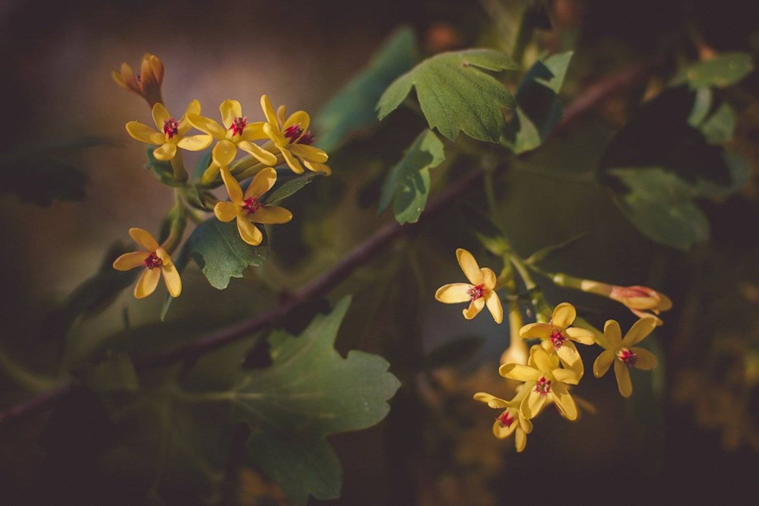 , Лана Тополева