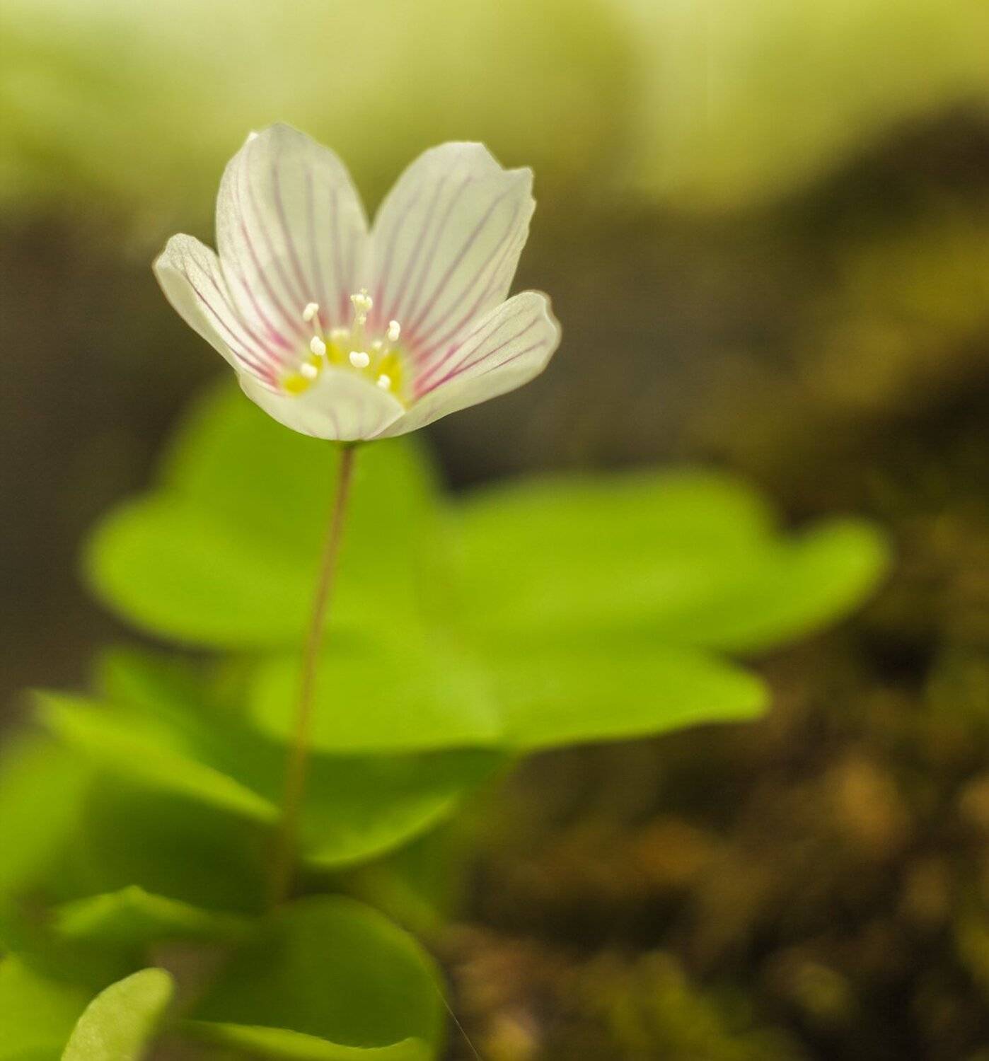 , Николай Андреев