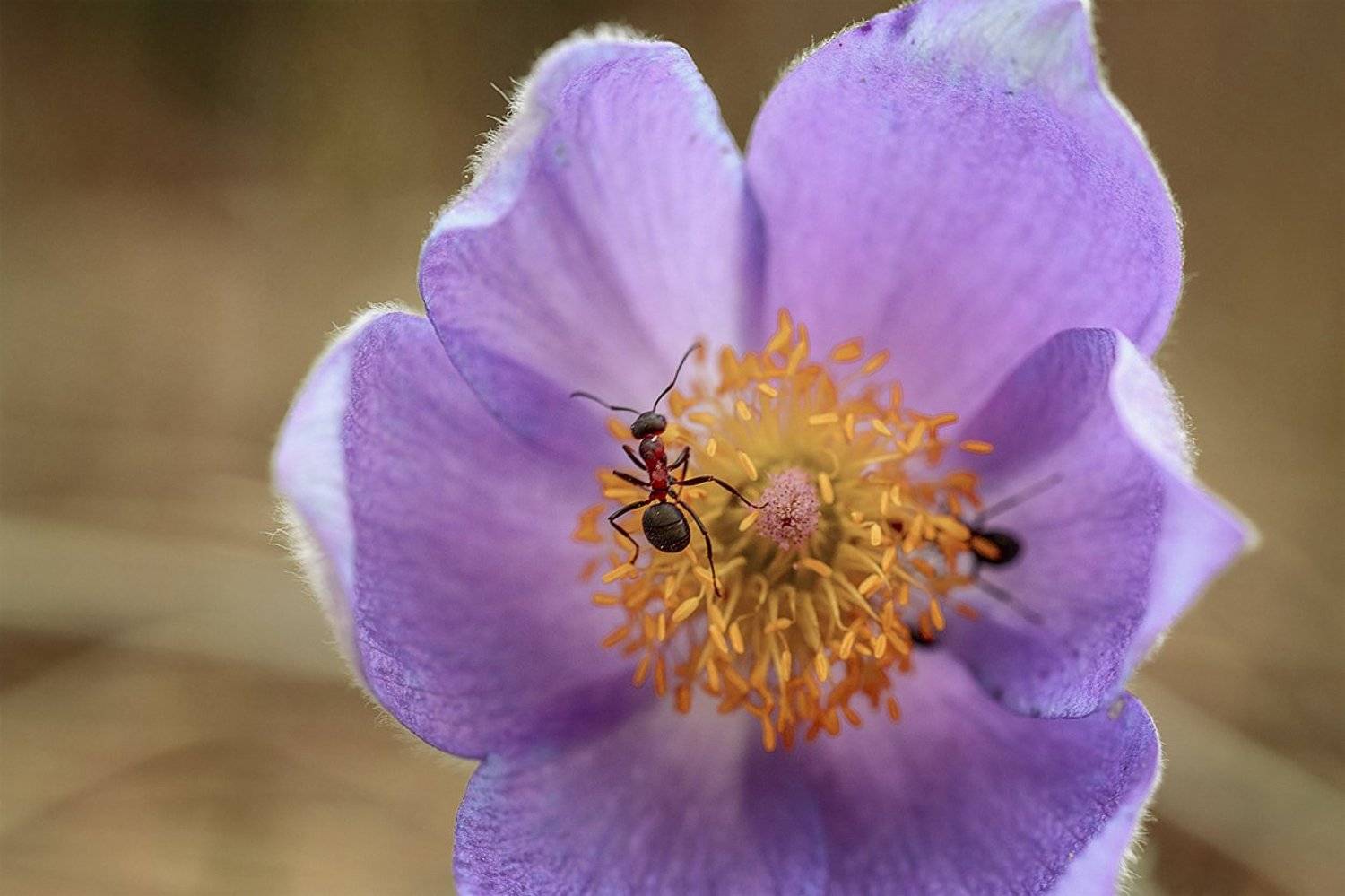 , Анатолий Зверев