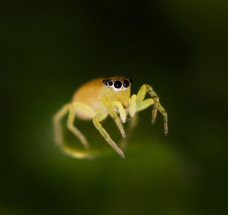 Паучек... фото превью
