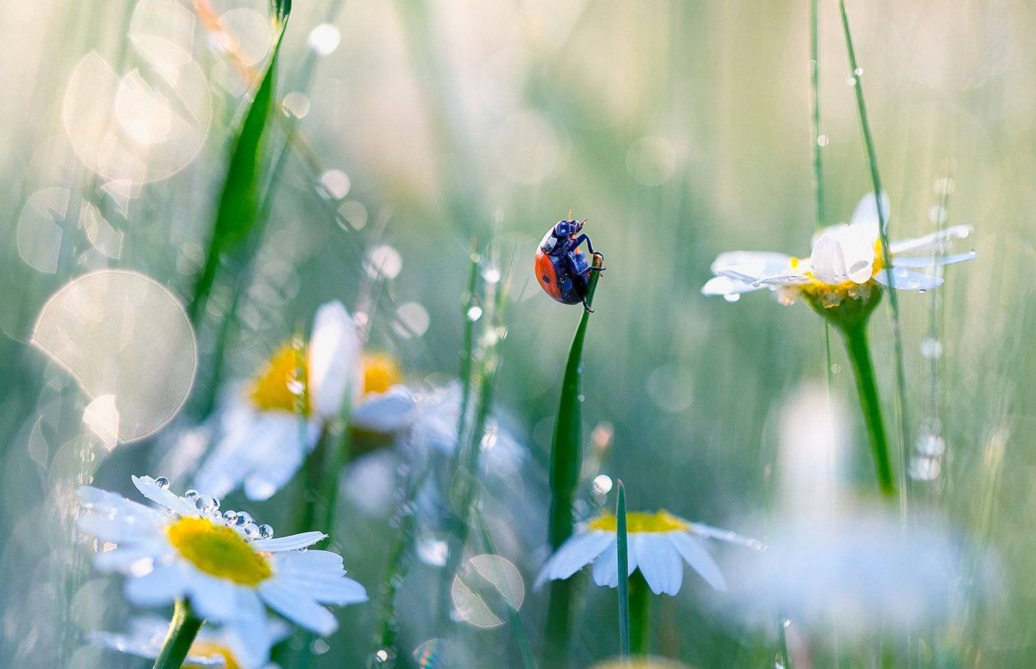 insects,ladybug,macro,beautiful,insect,wild,wildlife,nature,faerie,close up,, Georgi Georgiev