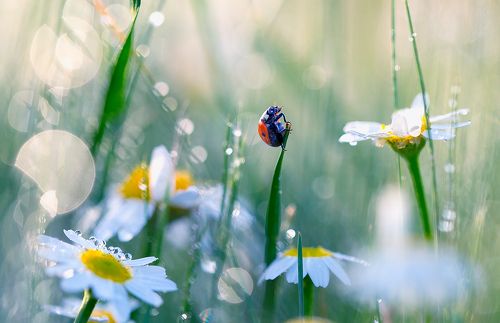 Ladybug