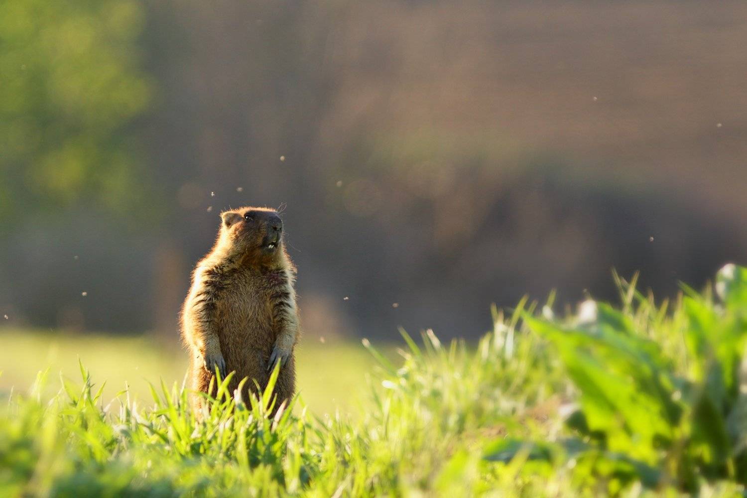 байбак, бабак, степной, сурок, marmota, bobak, самарский лес, Sergii Markov