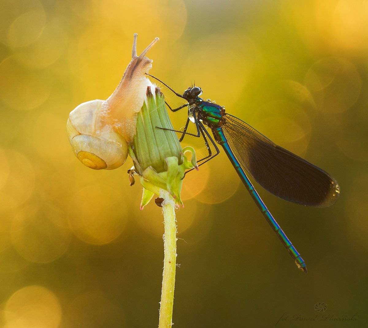 , Pawel Plucinski