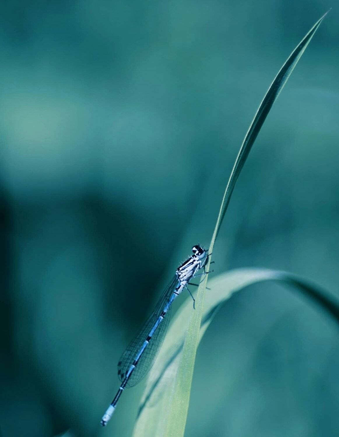 , Красимир Георгиев