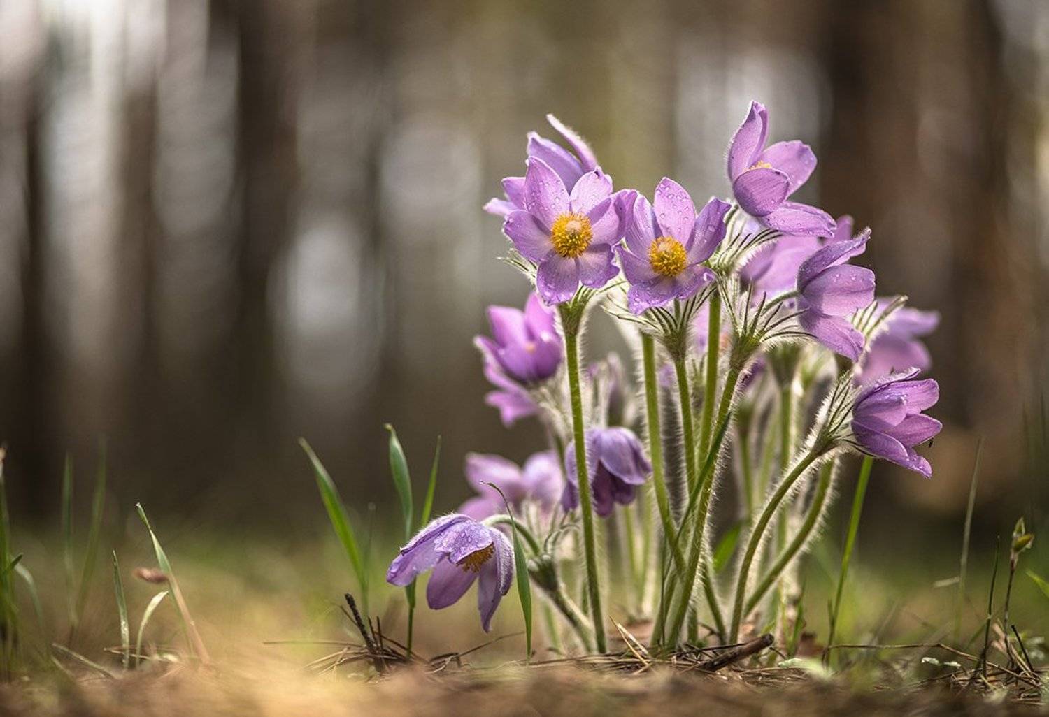 сон трава, свет, цвет, весна, апрель, маклок, воронеж, геннадий мещеряков, Геннадий Мещеряков