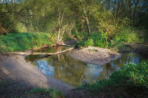 Майский лес