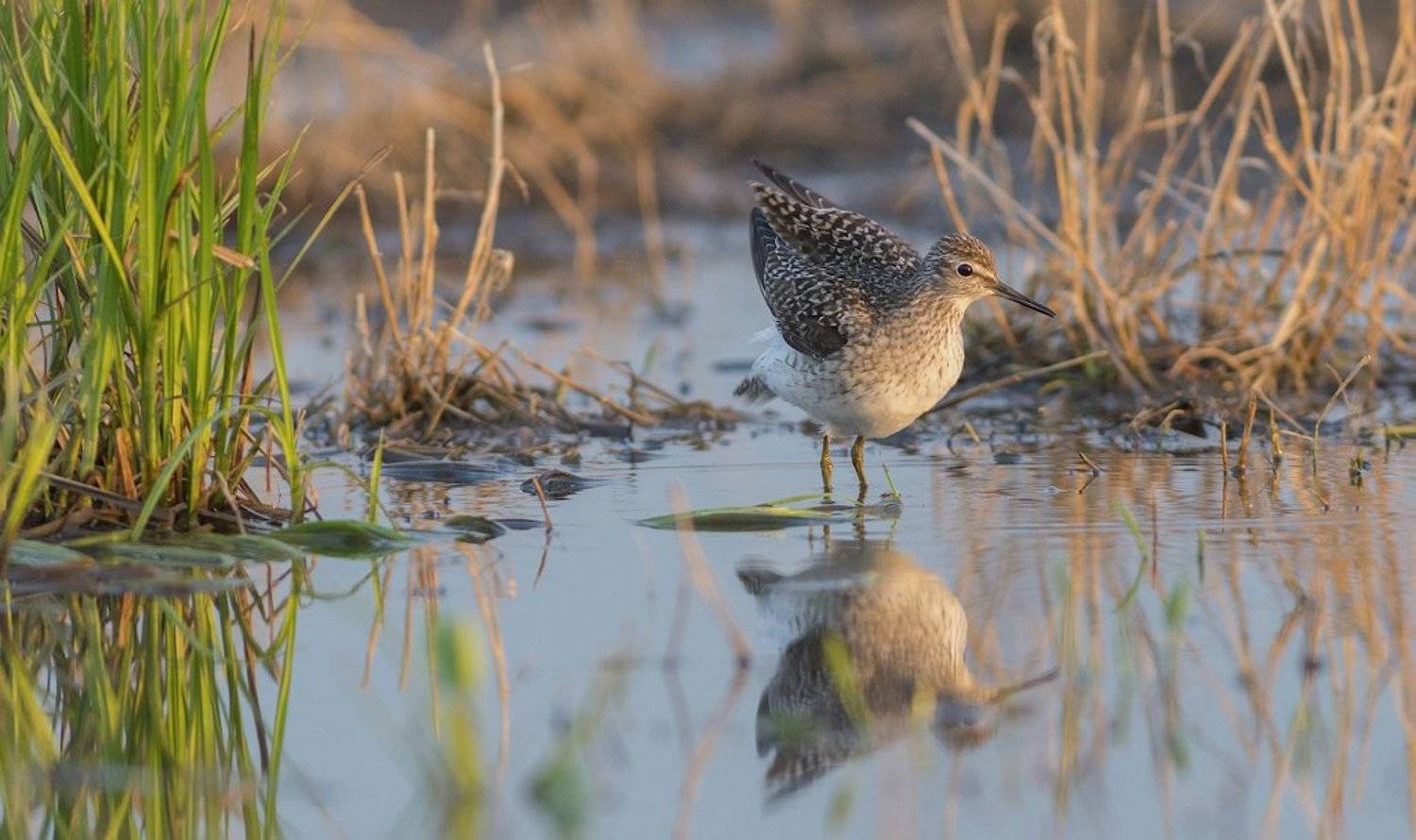 , Руслан Соколов