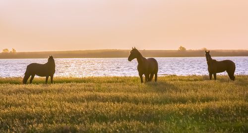 Лошади на водопое.