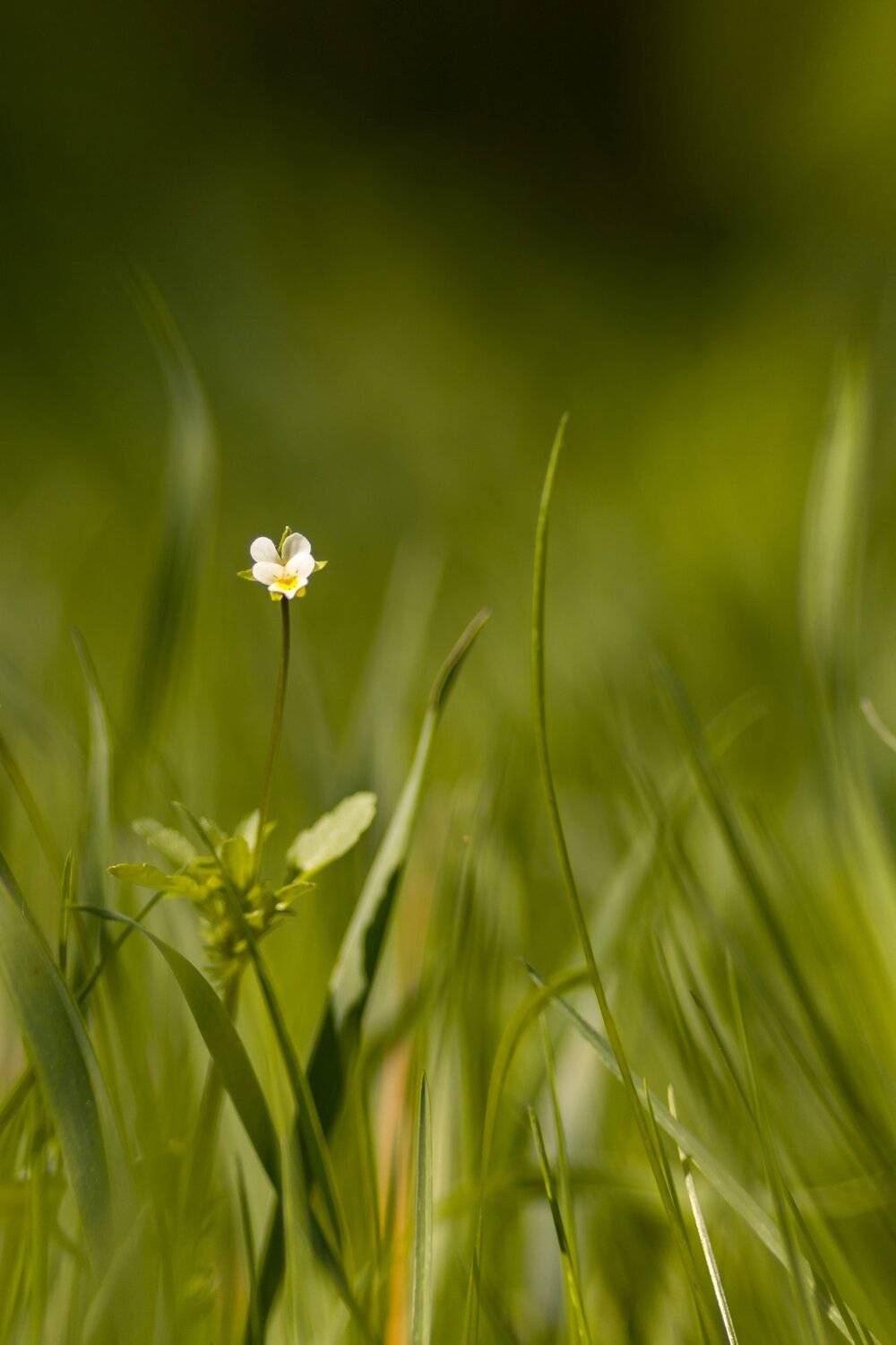 весна,природа,беларусь, Sixten ( Сергей )