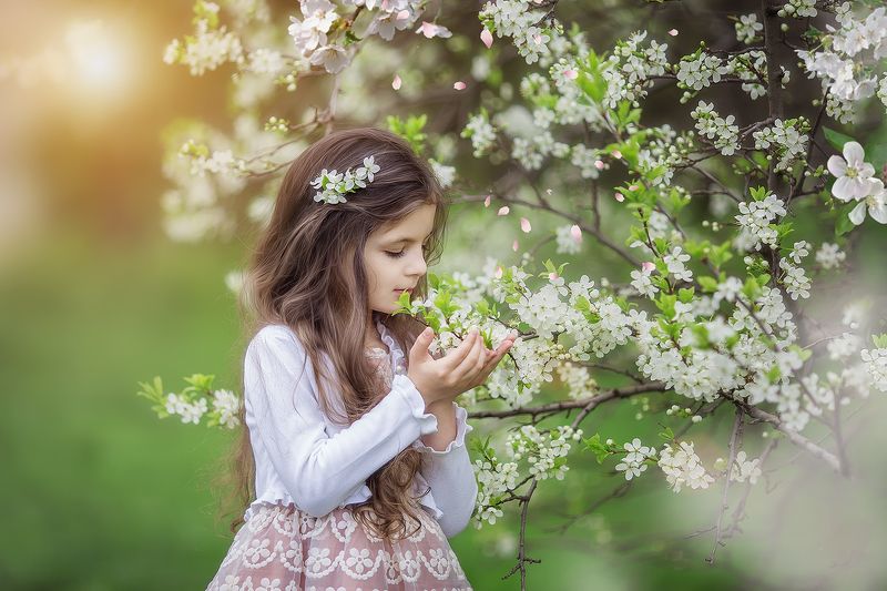 сады, черемуха, яблони, коломенское, москва, весна  фото превью