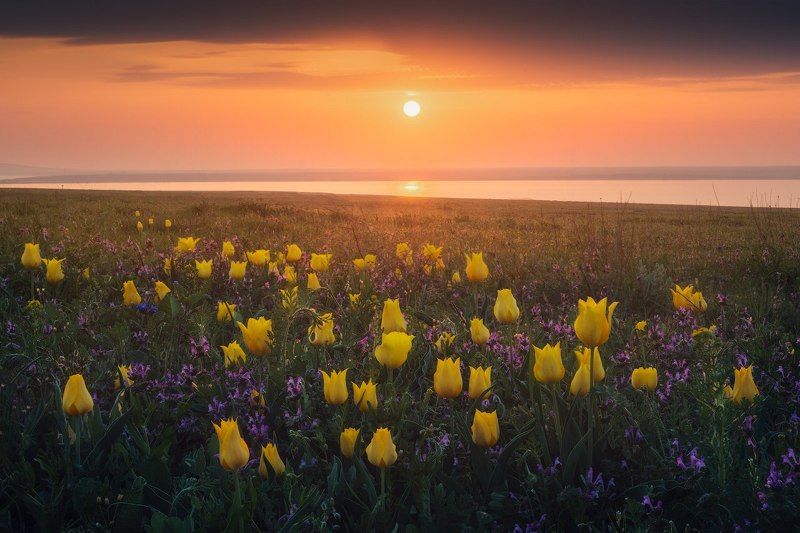 крым, тюльпаны, дикие тюльпаны, тюльпан шренка, кояшское озеро, опукский заповедник, путешествия, весна в крыму, рассвет, степь, природа степи Дикие тюльпаны Крыма фото превью