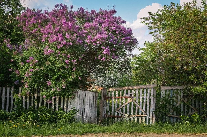 Из весенних снов... фото превью