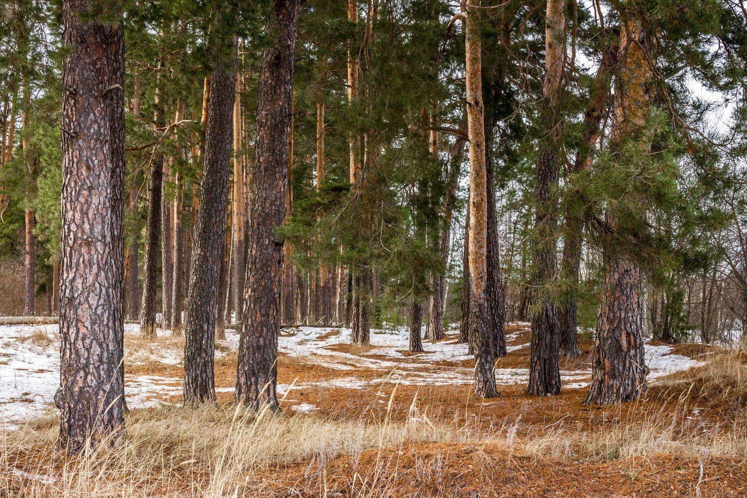 , Руслан Востриков