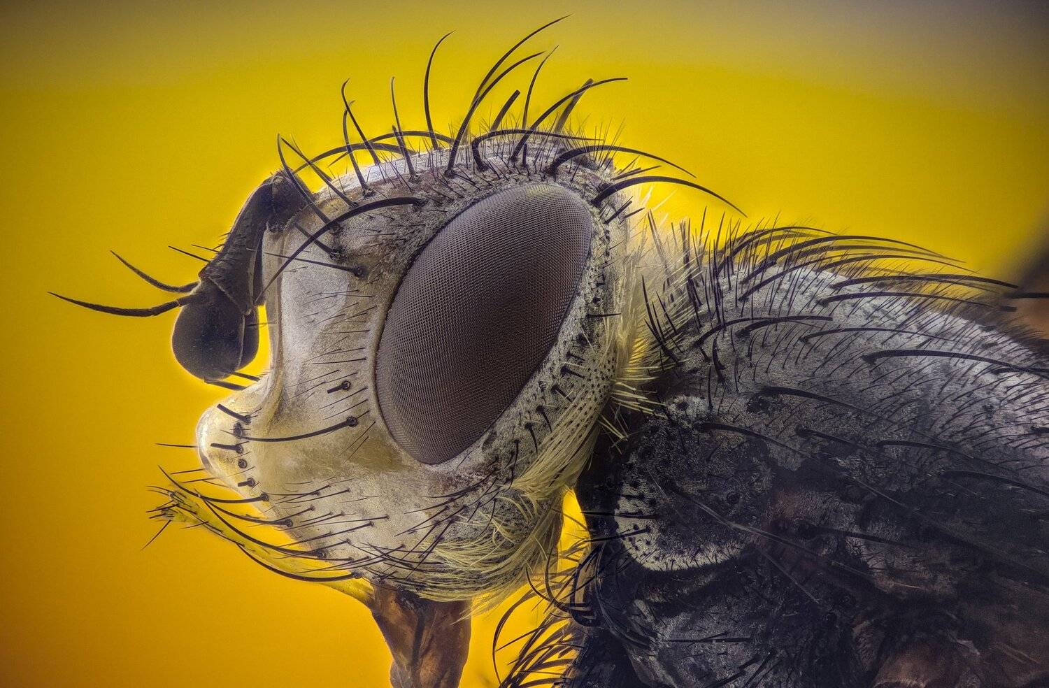 Автор: Tsvetan Ganev ceclii, macro, extrememacro, Tsvetan Ganev