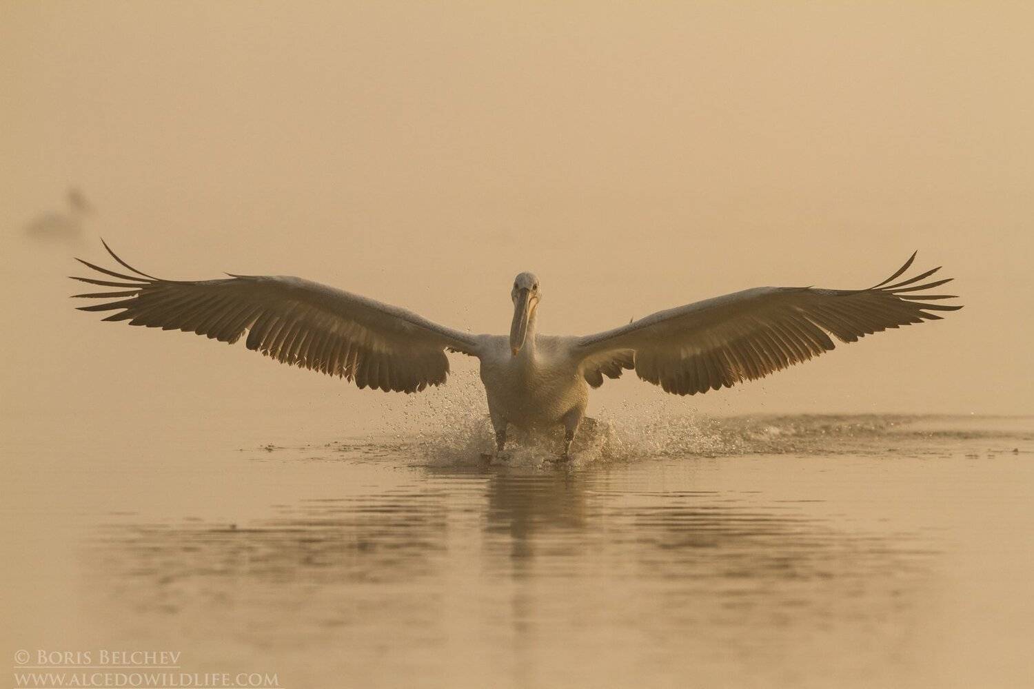 , Борис Белчев