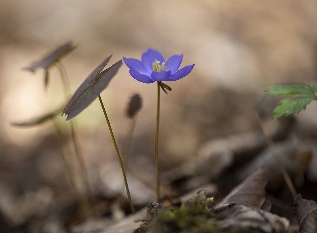 джефферсония сомнительная jeffersonia dubia, Евгений Слободской