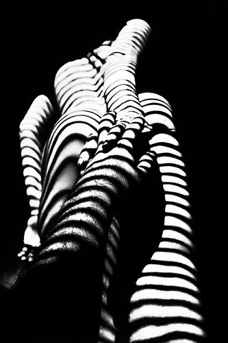 my zebra