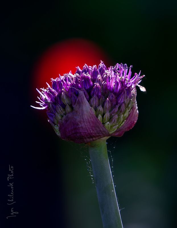 дикий лук  фото превью