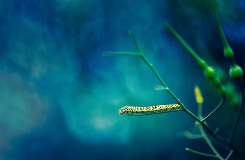 Caterpillar