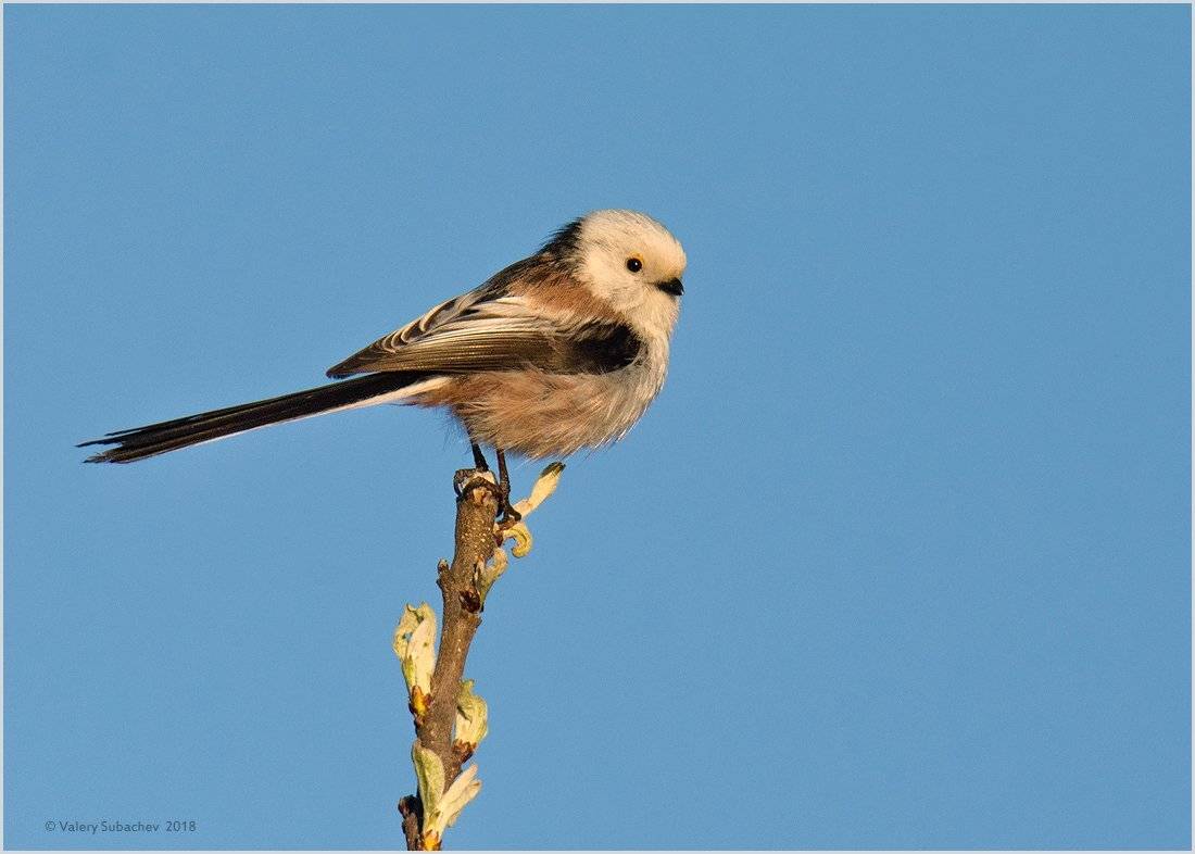 , Валерий Субачев