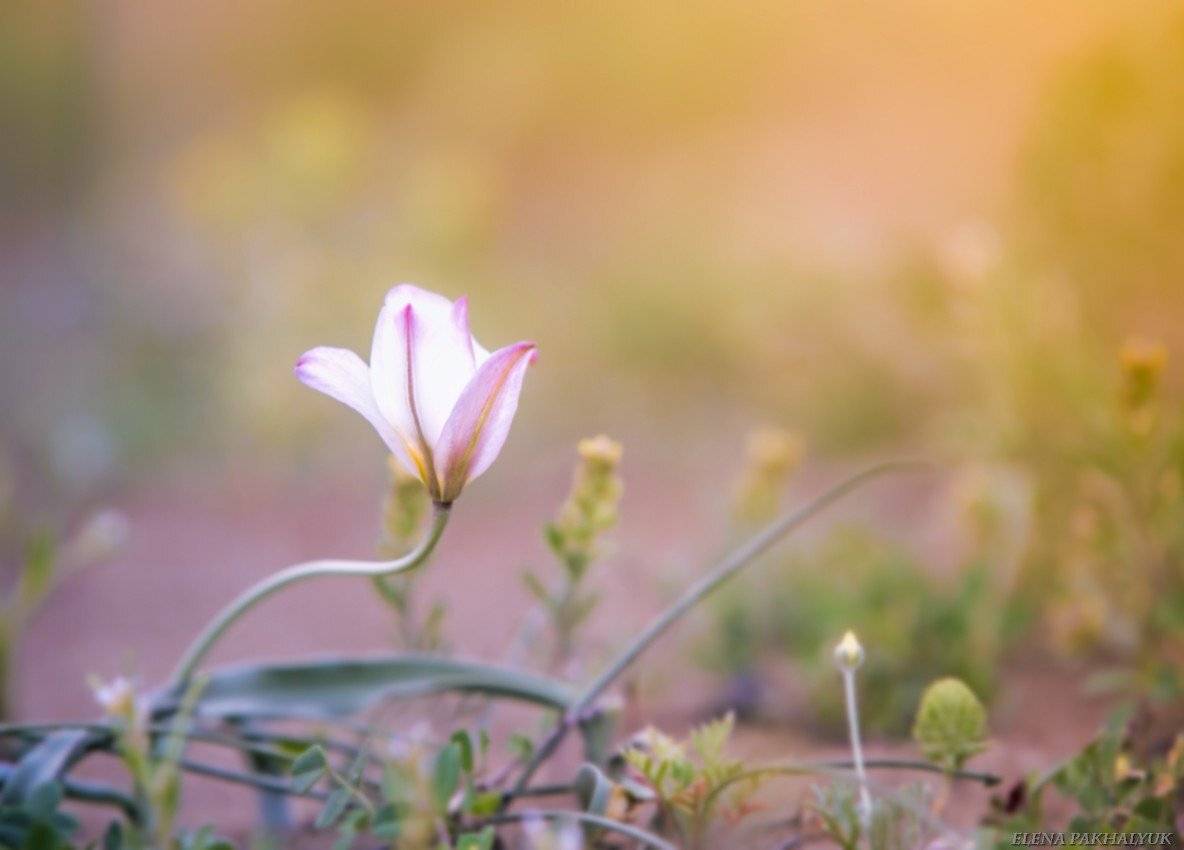 казахстан, первоцвет,степь,рассвет,цветы,природа,растения,нежный,весна,макро,пейзаж,утро,вечер, Elena Pakhalyuk