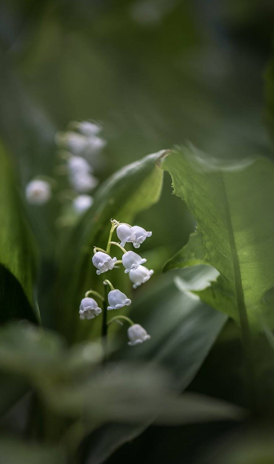 природа, макро, весна, цветы, майский ландыш, Неля Рачкова