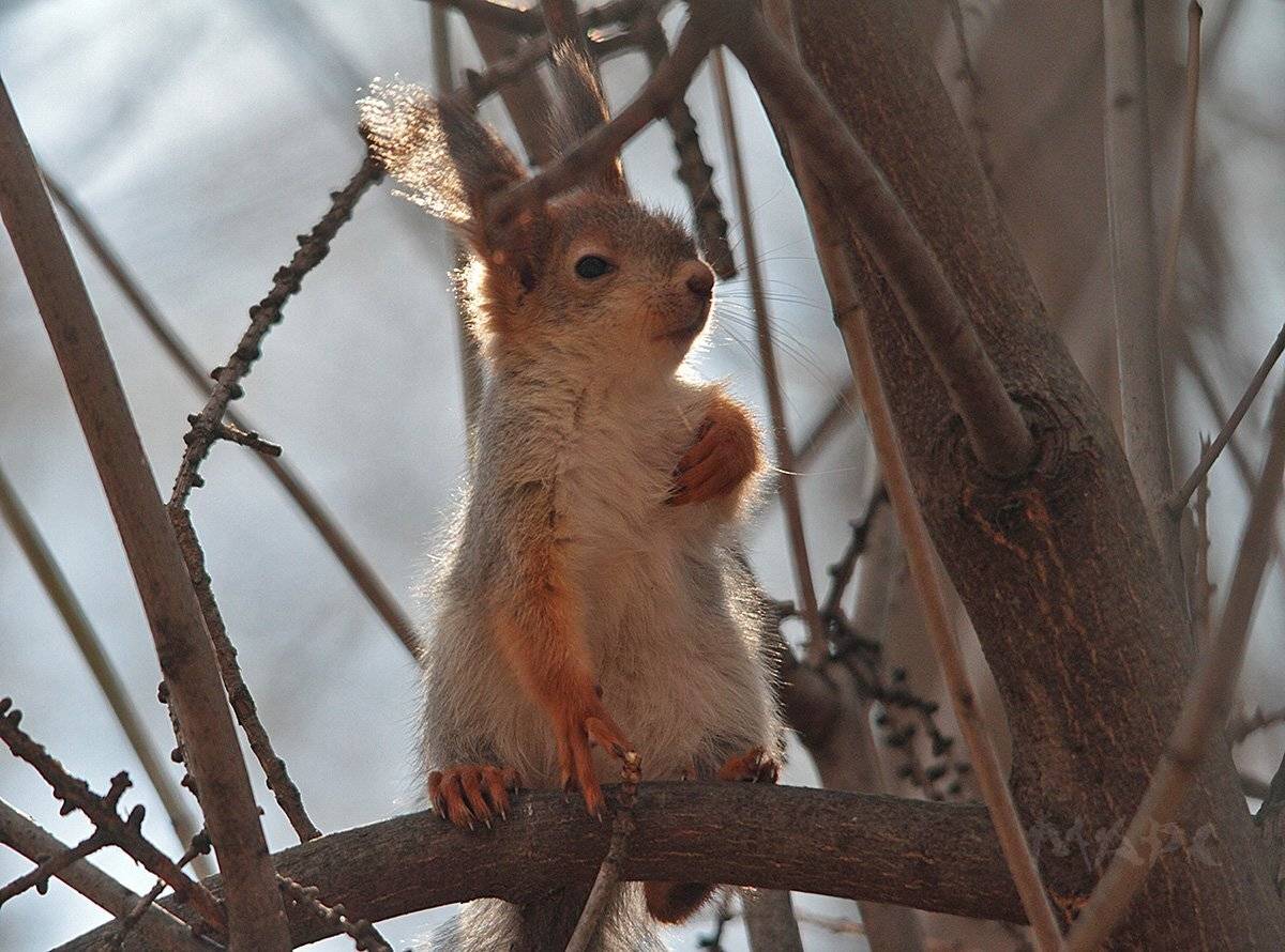животные бельчонок весна, Шангареев Марс