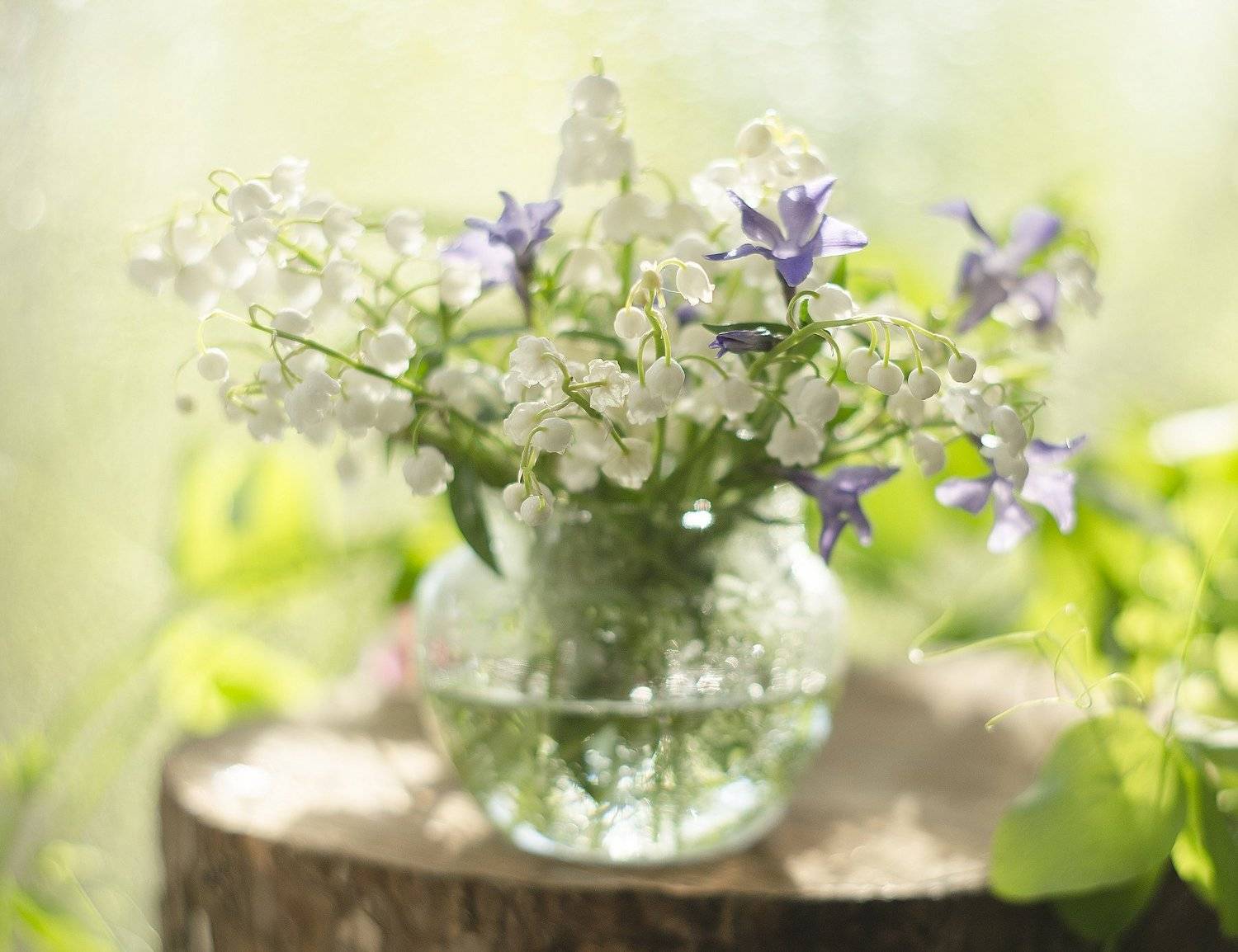 , Елена Вапняр