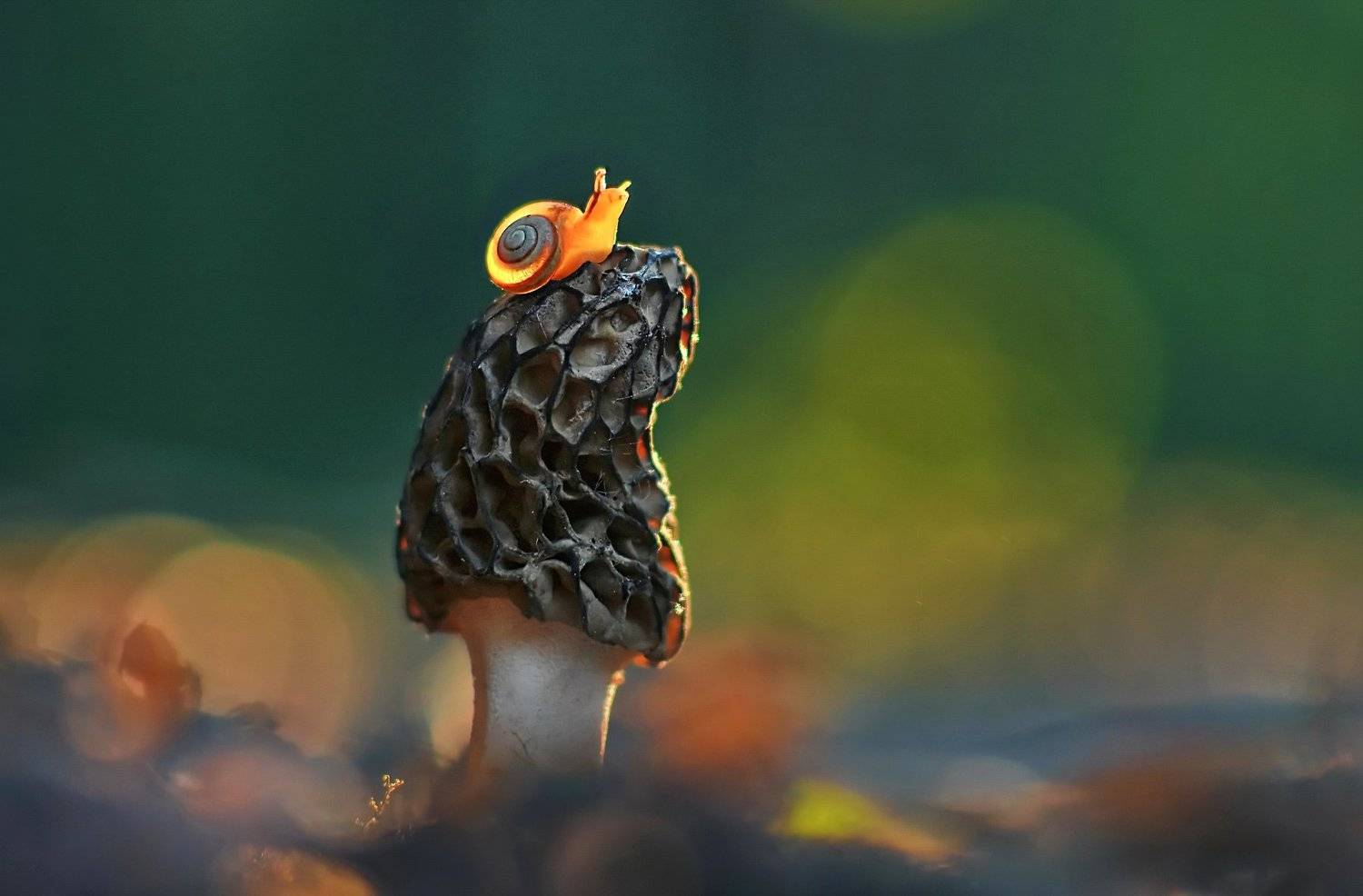 грибы, природа, улитка, весна, закат, Александр Гвоздь