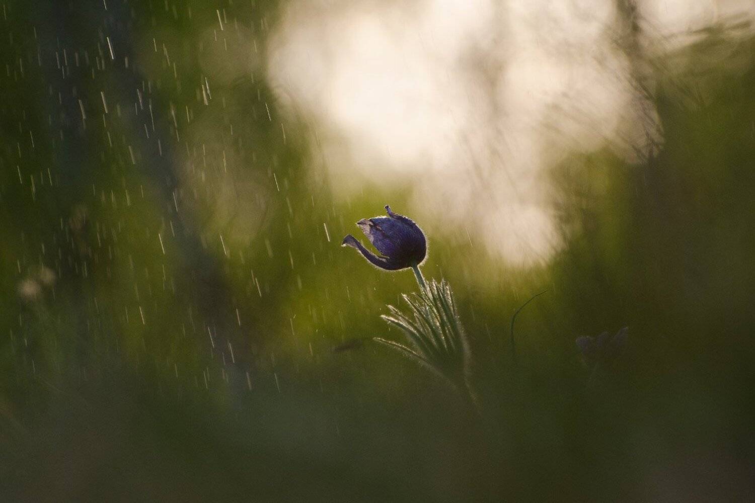 сон - трава, прострел, природа, цветы, Михаил Агеев