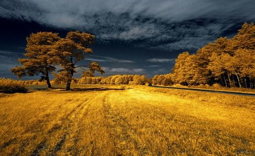 Из первых дней осени. Инфракрасная фотография.