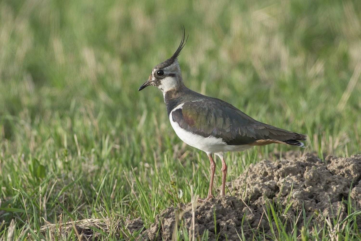, Руслан Соколов