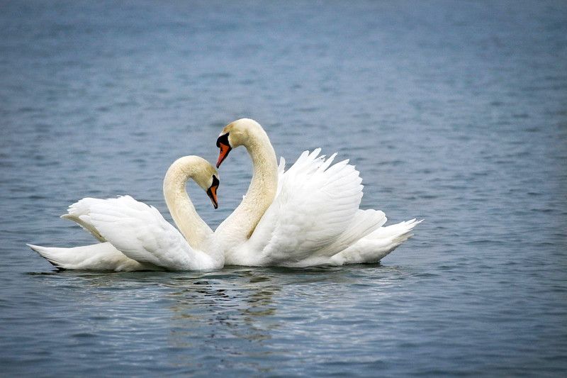 природа, весна, лебеди, любовь Весна, лебеди, любовь фото превью