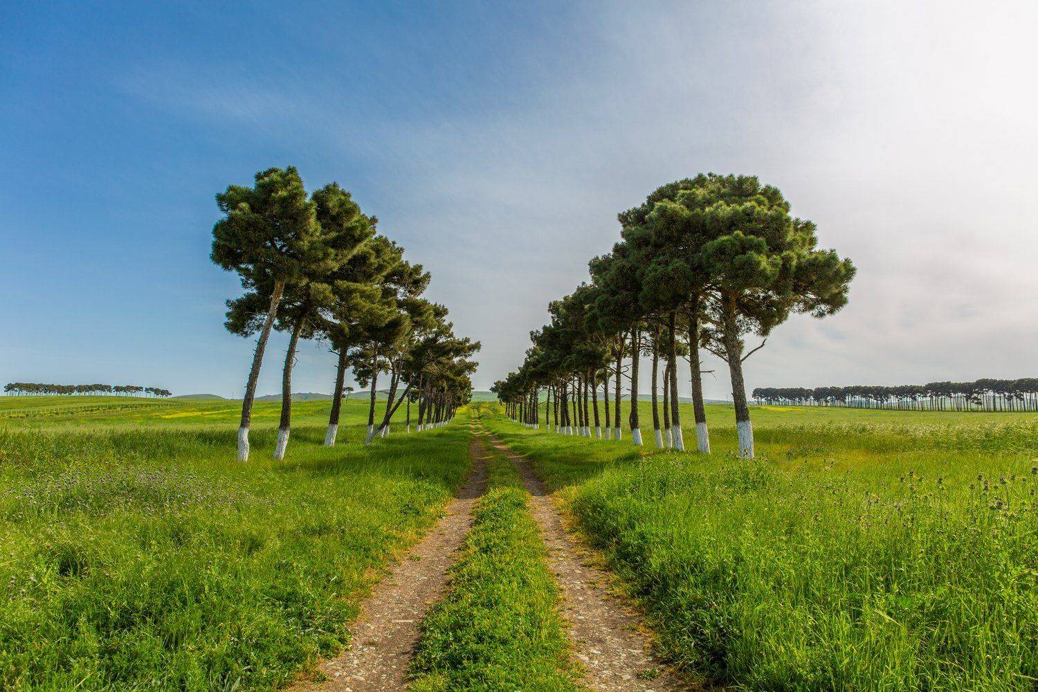 деревья, сосны, трава, поле, небо, синий, зеленый, дорога, Азербайджан, Денис Свечников