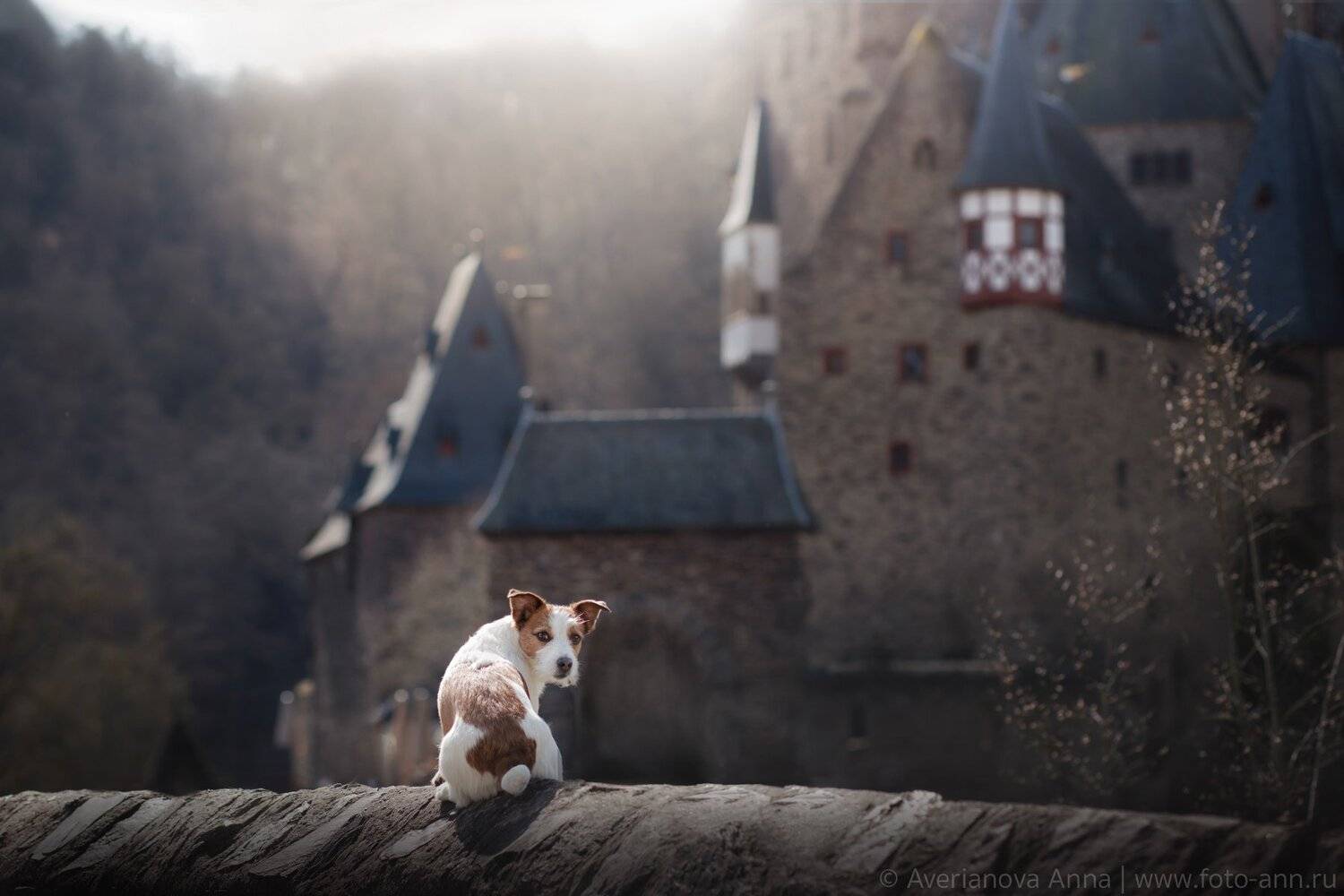 собака, замок, путешествие , Анна Аверьянова