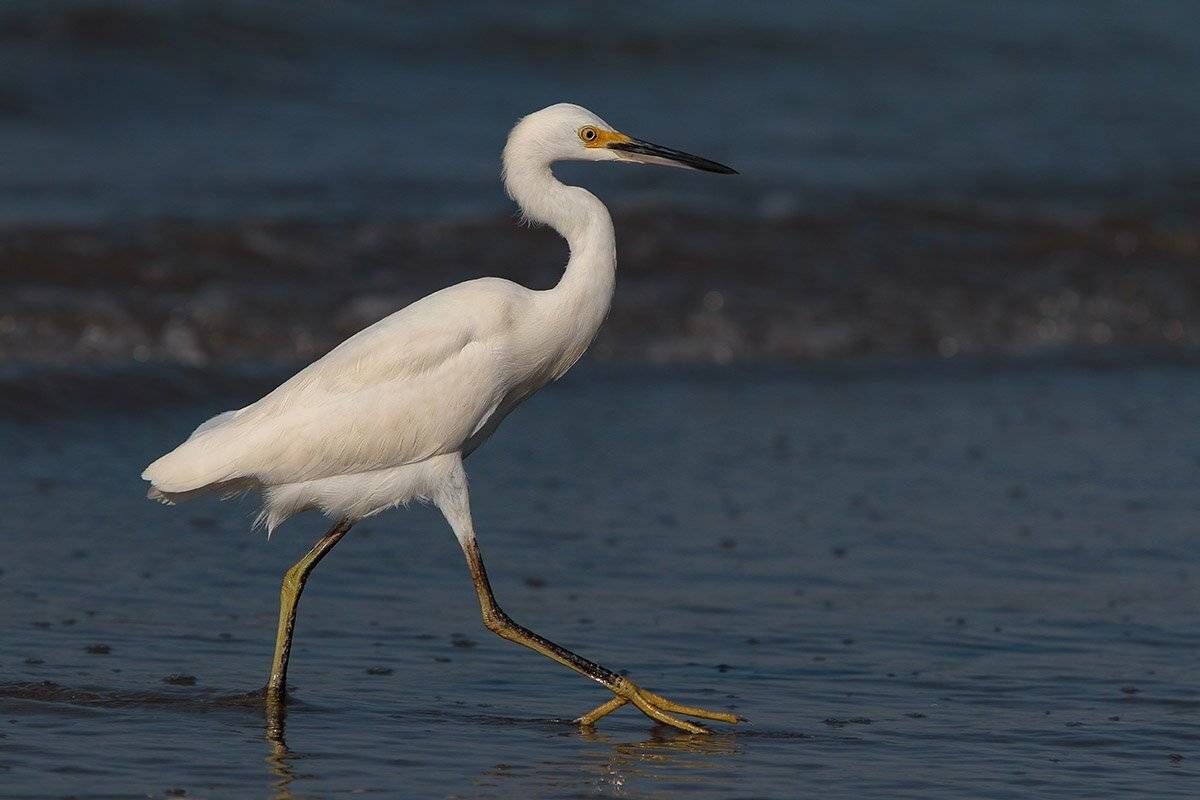 , Елена Давыдова