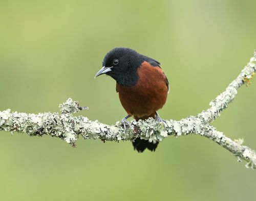 Cадовый цветной трупиал -Orchard Oriole