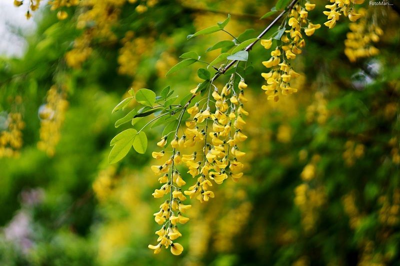 весна,этюд,цветение,бобовник, Цветение... фото превью