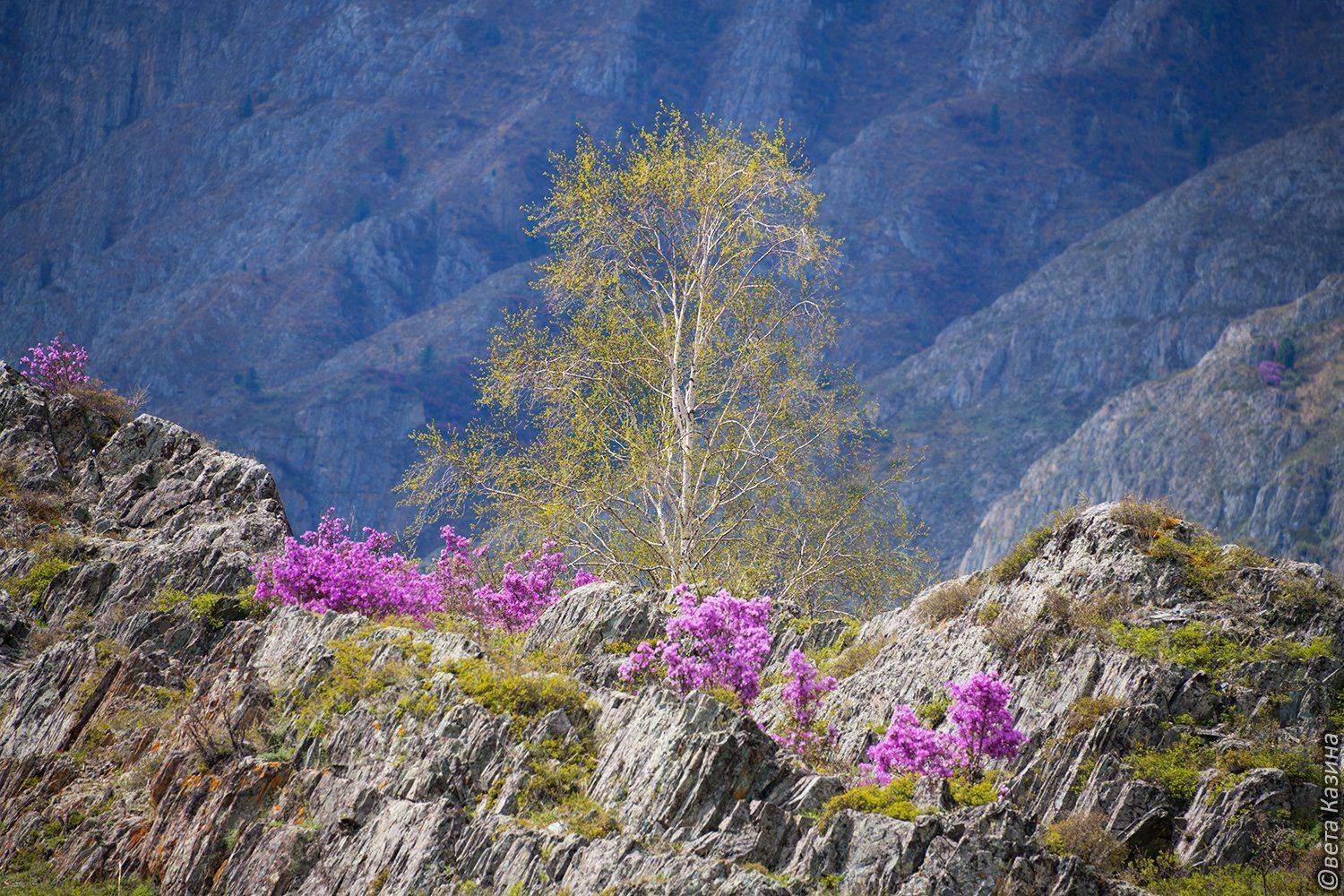 алтай, горный алтай, маральник, рододендрон ледебура, пейзаж, mountains, Светлана Казина
