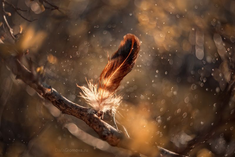 боке, ручной обьектив, мануальная оптика, фотограф, фотосессия, натюрморт, фото, блики, цветы, гелиос, макро, закат Легкость фото превью