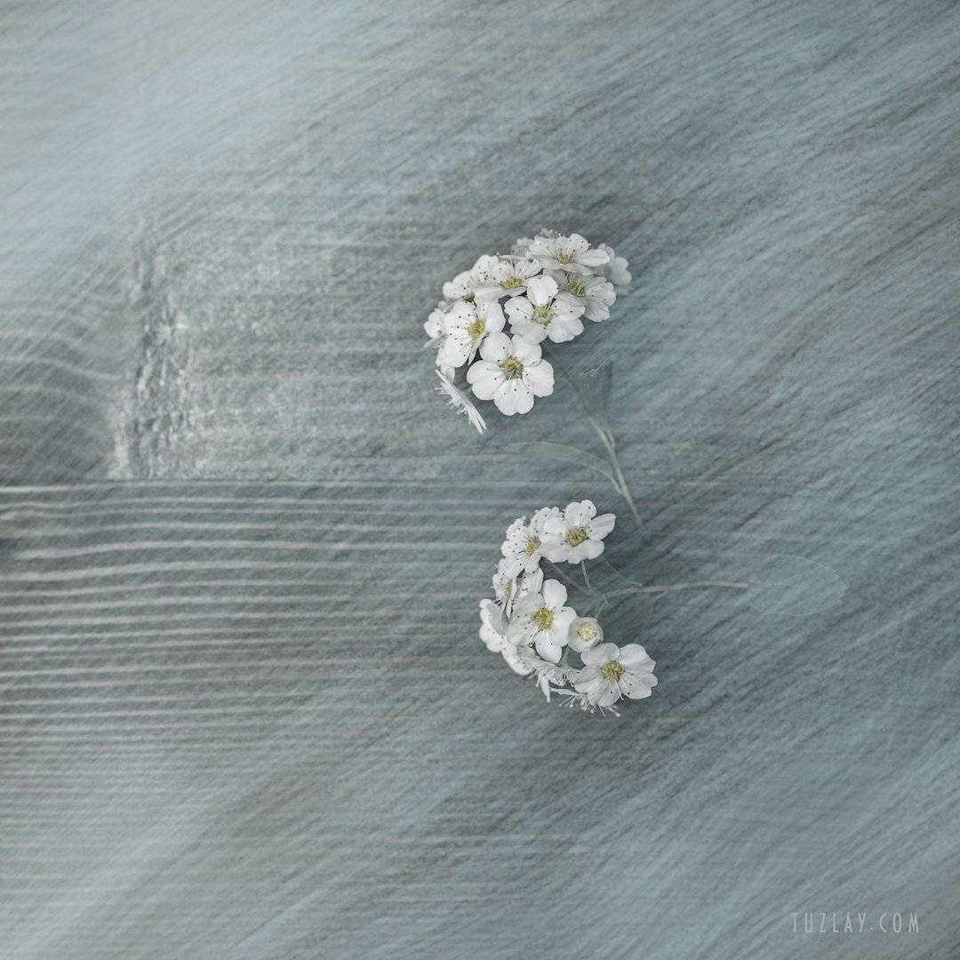 спирея, невеста, листки спиреи, цветок спиреи, Владимир Тузлай