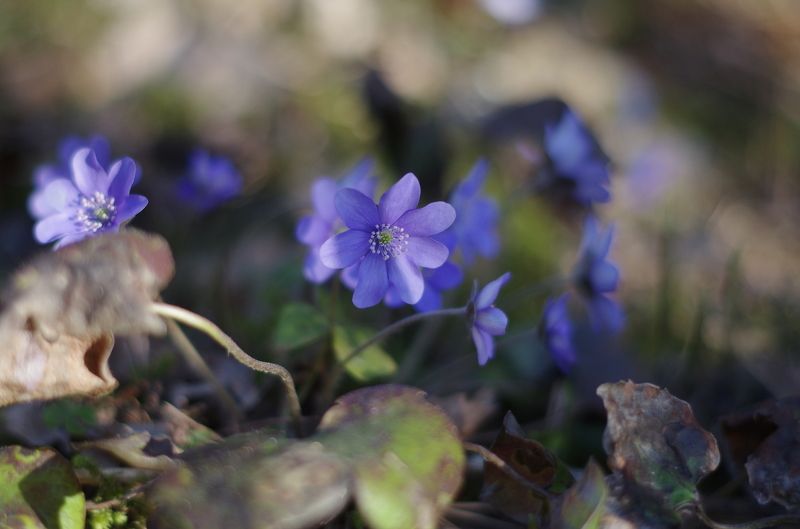 Весна в лесу фото превью