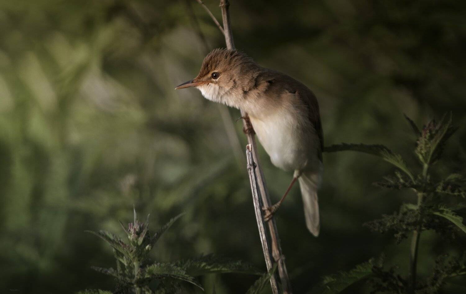 природа, лес, животные, птицы, Дмитрий Посевич