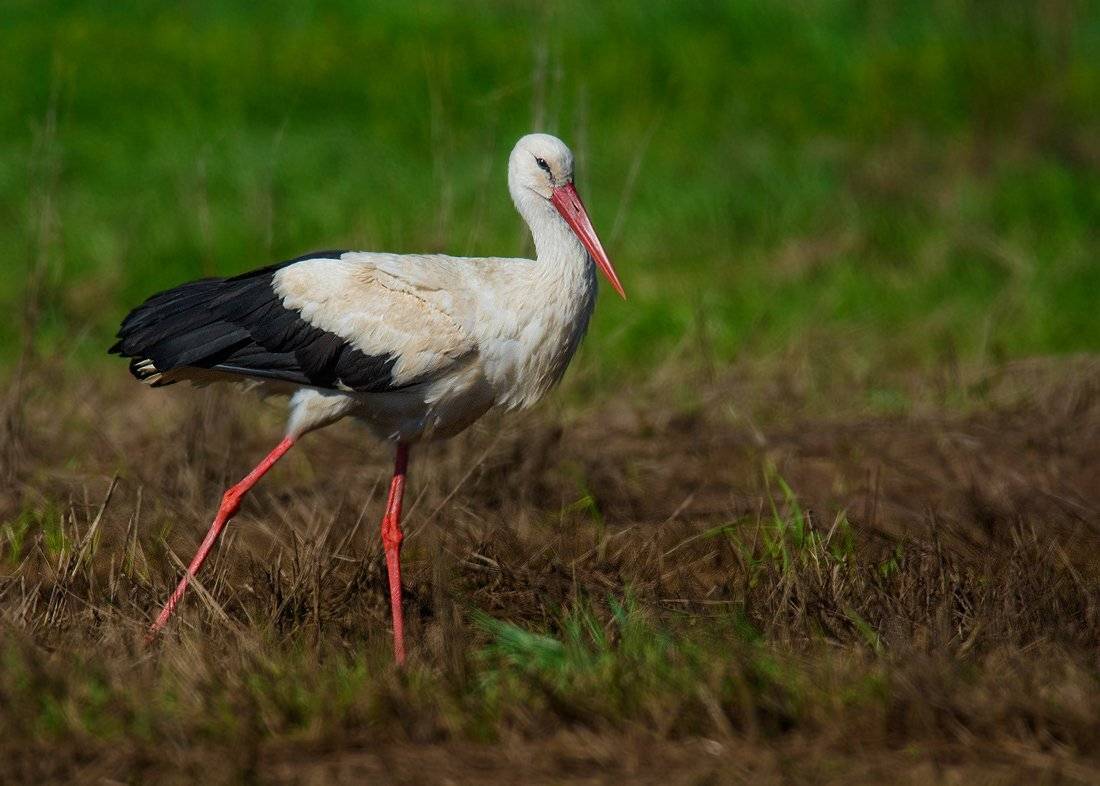 , Валерий Субачев