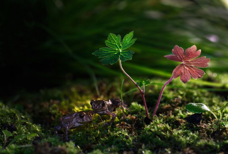 Братья:) фото превью