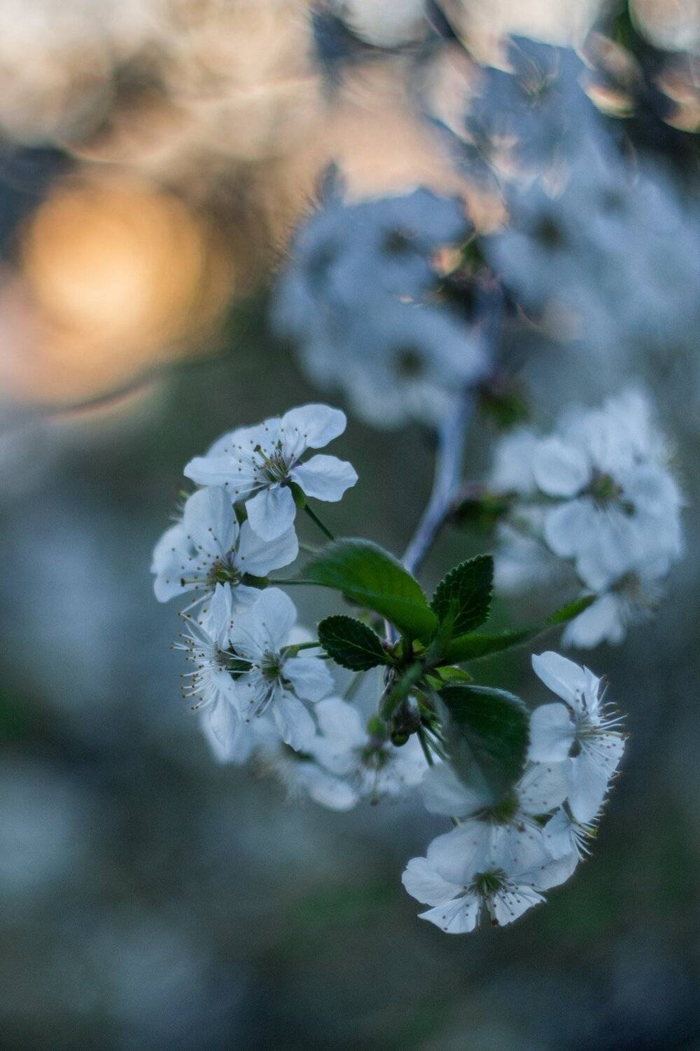 , Руслан Востриков