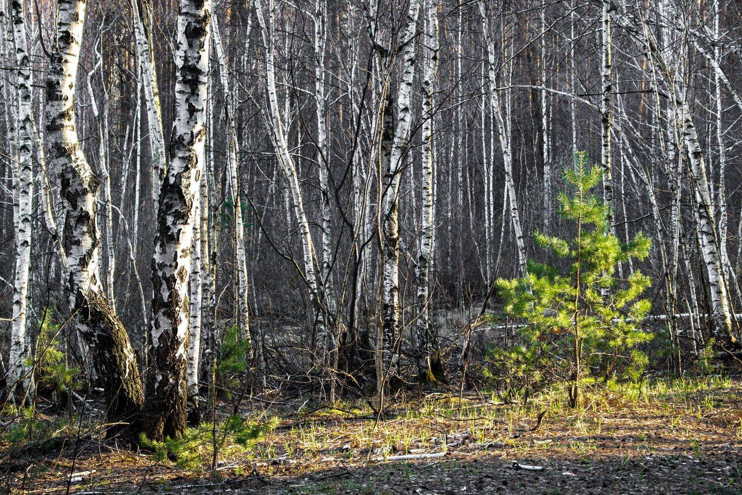 , Руслан Востриков