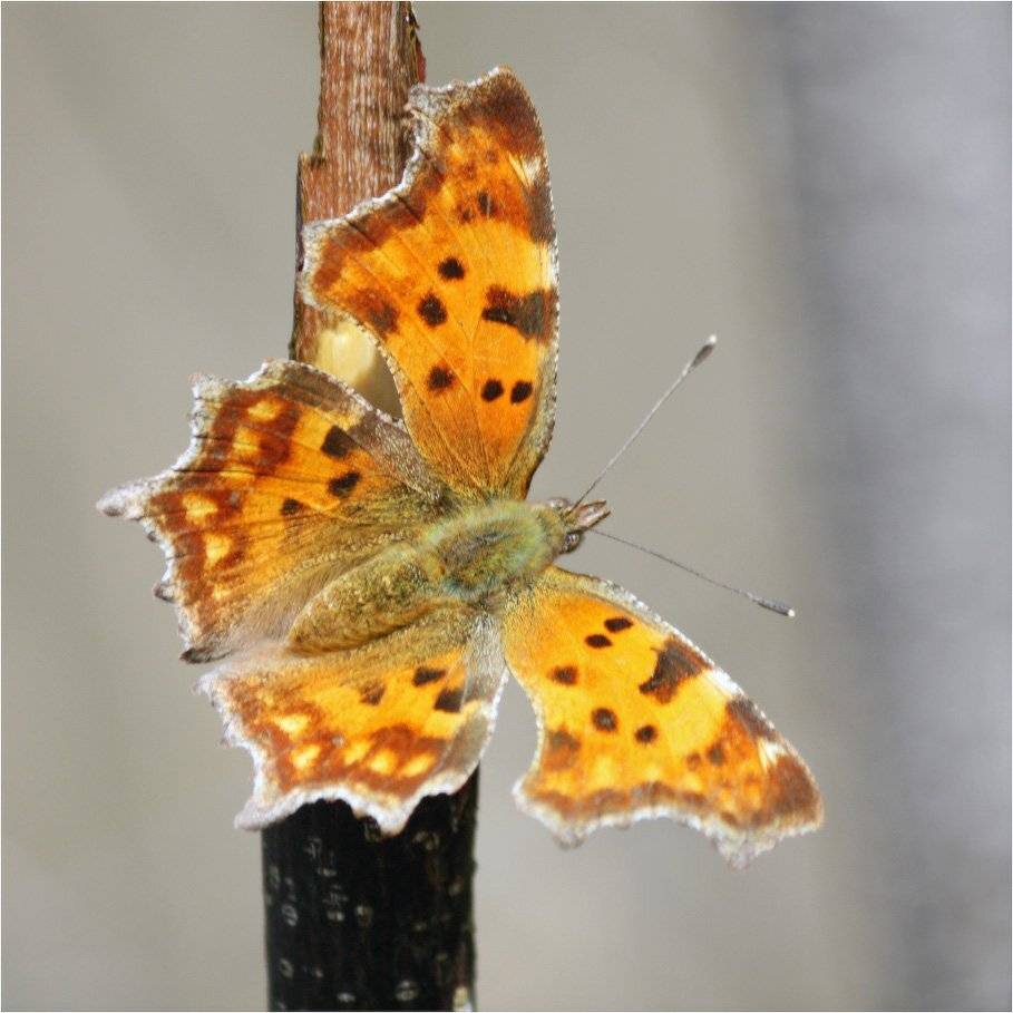 бабочка, углокрыльница, c-белое, КарОл